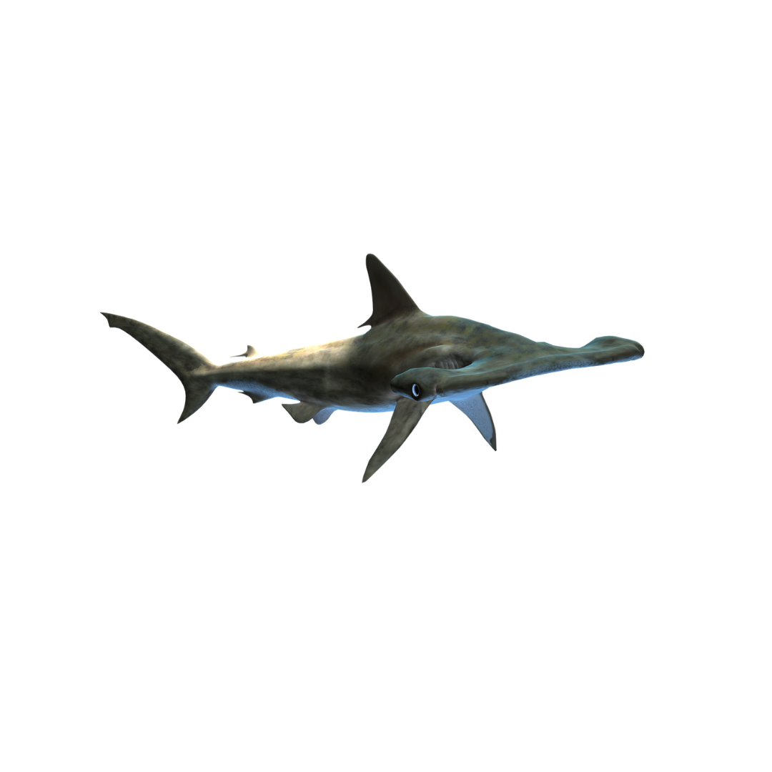 Shark